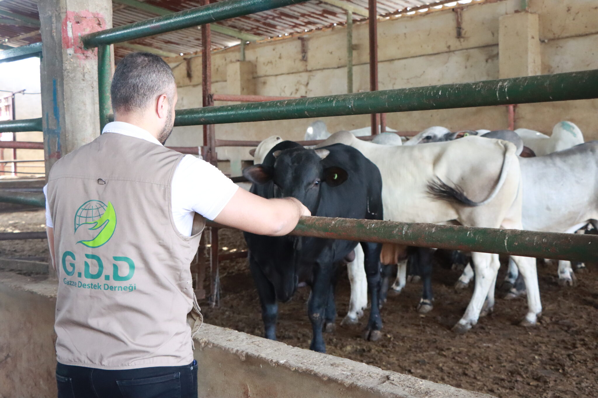 غزي دستك تبدأ بمعاينة الاضاحي في لبنان