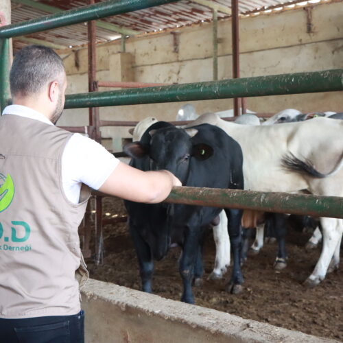 Gazze Destek Begins Qurban Inspection in Lebanon