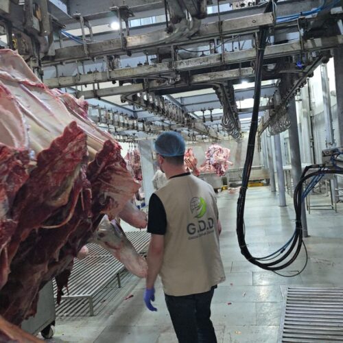 Gazze Destek launches its Qurban Campaign across its farms around the world