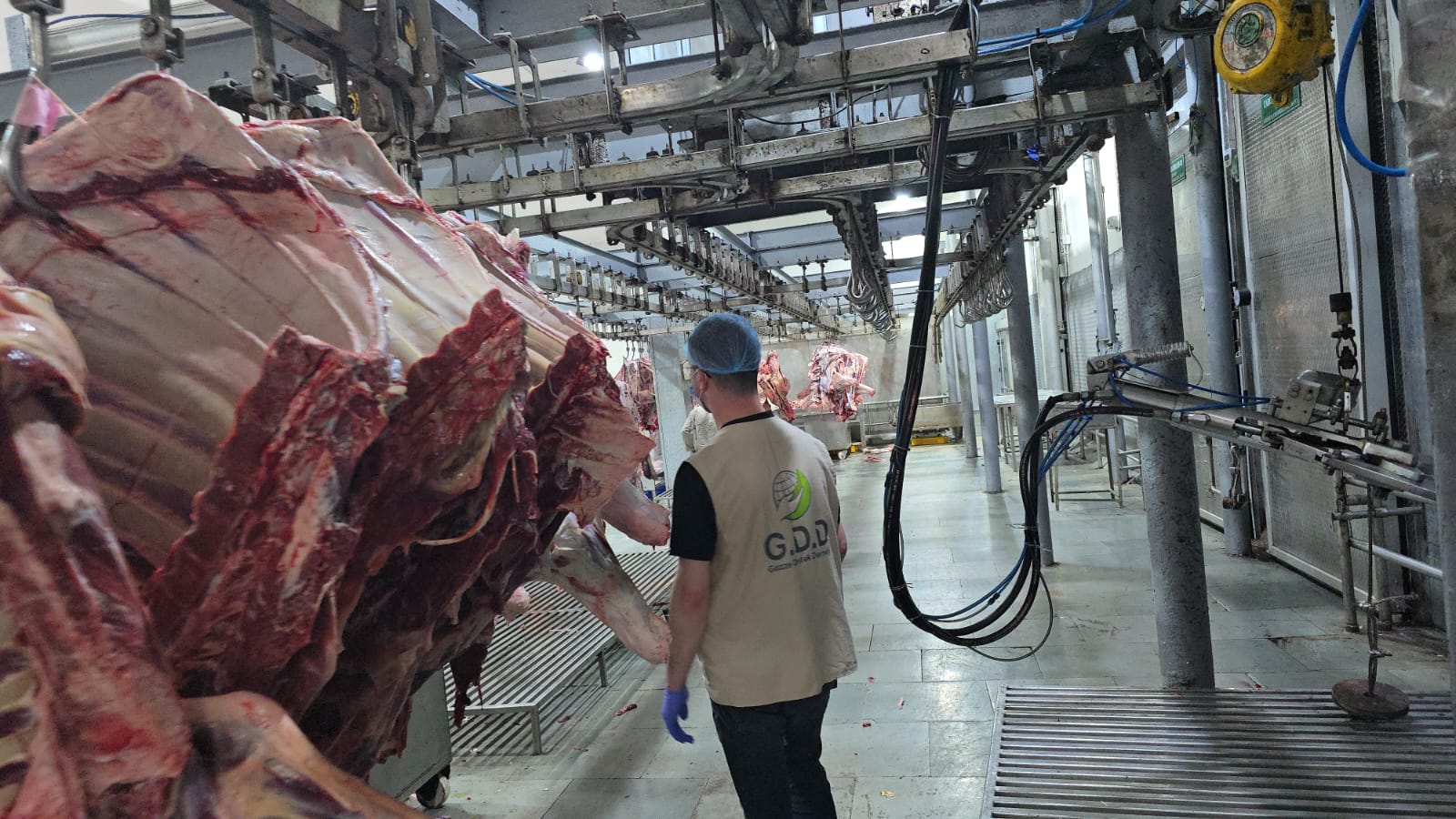 غزي دستك تبدأ مشروع الأضاحي لهذا العام في مزارعها المنتشرة حول العالم